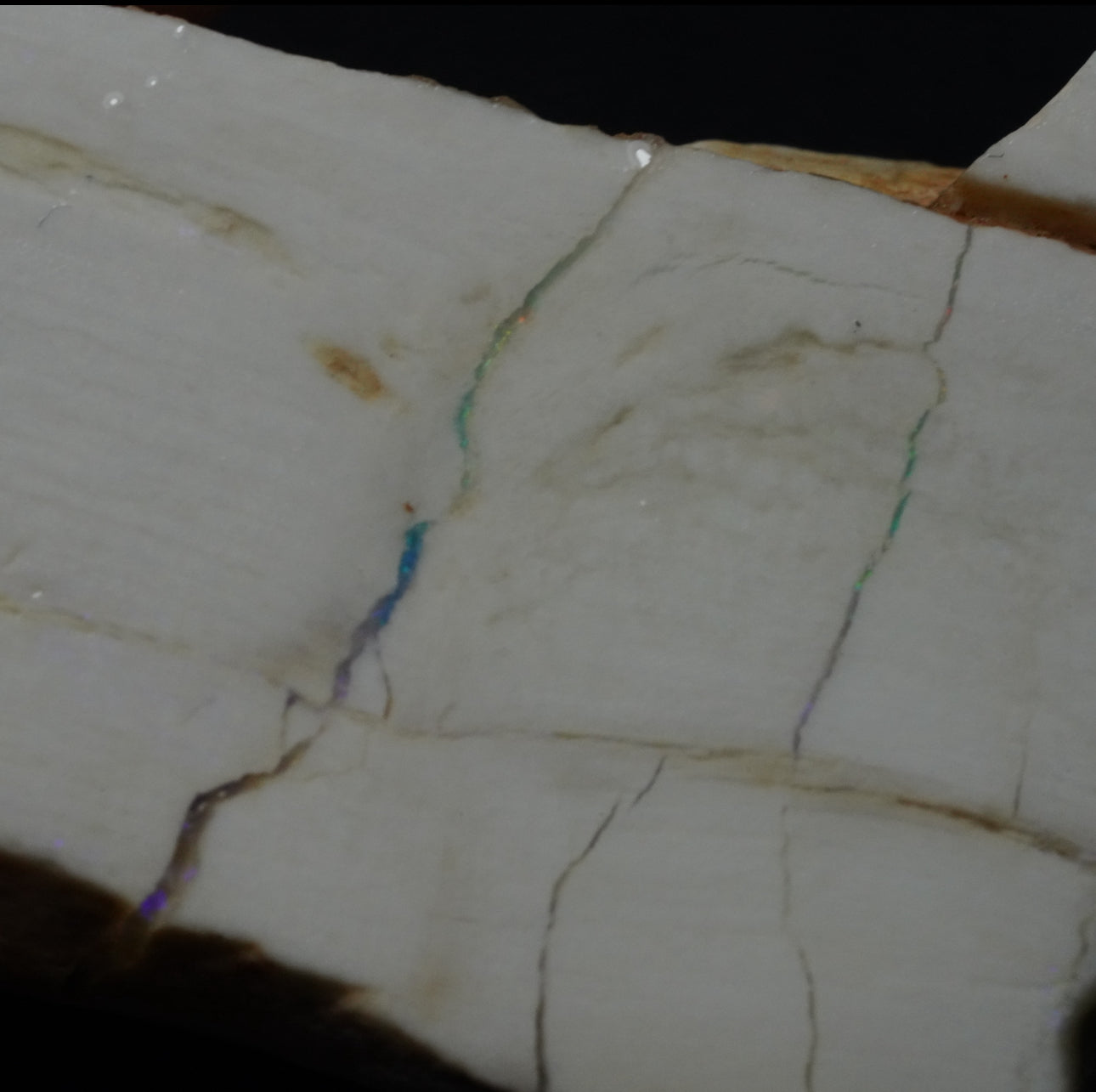Free Australian Opal Petrified Wood Specimen