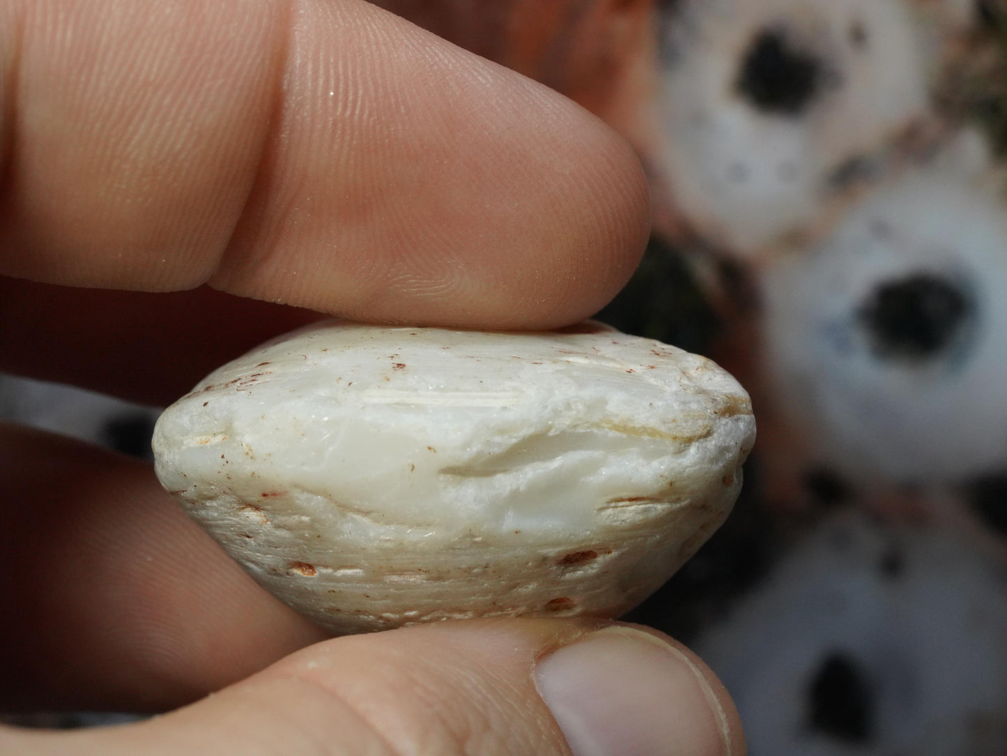 Opal Sea Shell Fossil