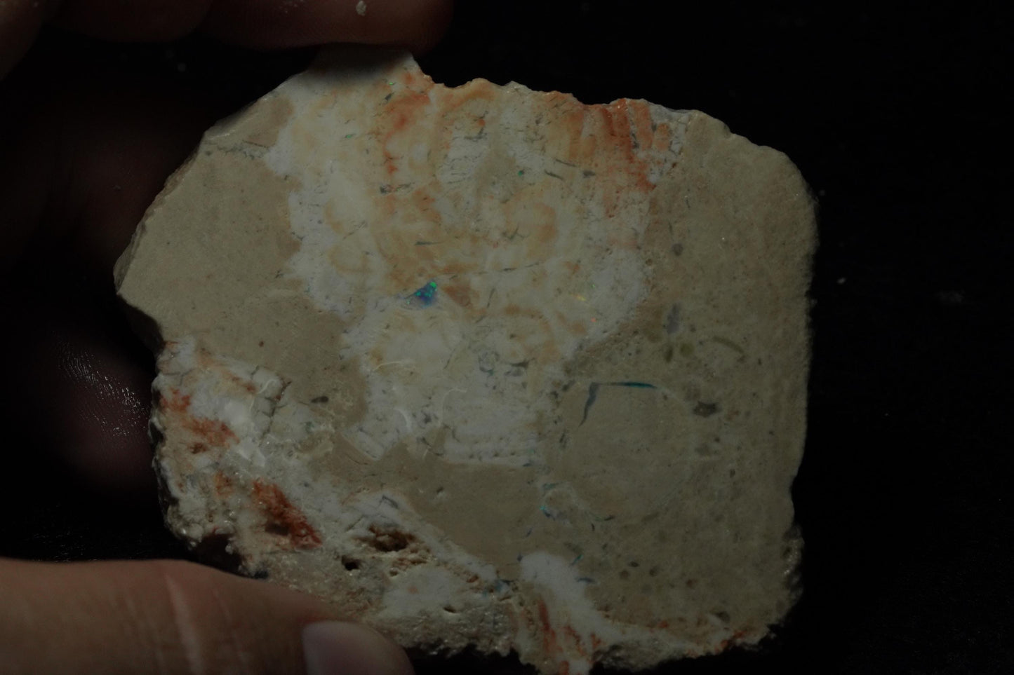 Petrified Opalised Wood Fossil Specimen