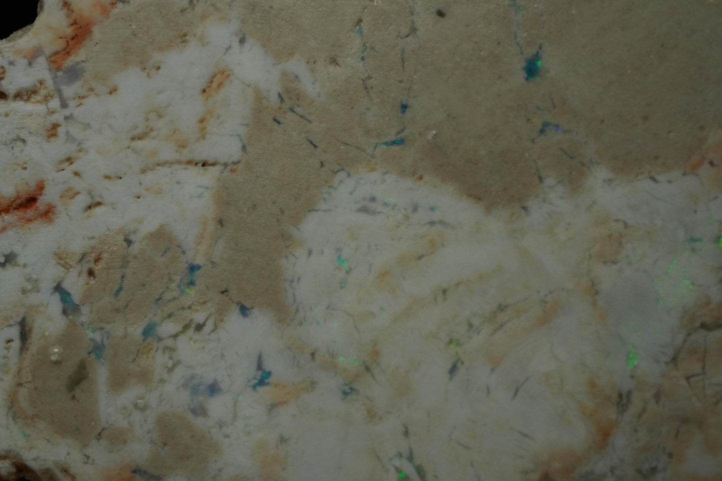 Petrified Opalised Wood Fossil Specimen