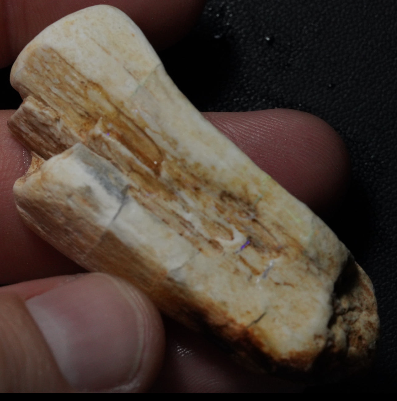 Free Australian Opal Petrified Wood Specimen