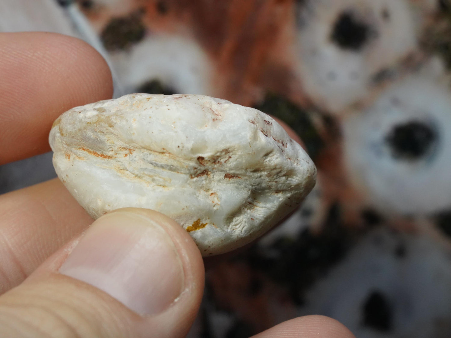 Opal Sea Shell Fossil