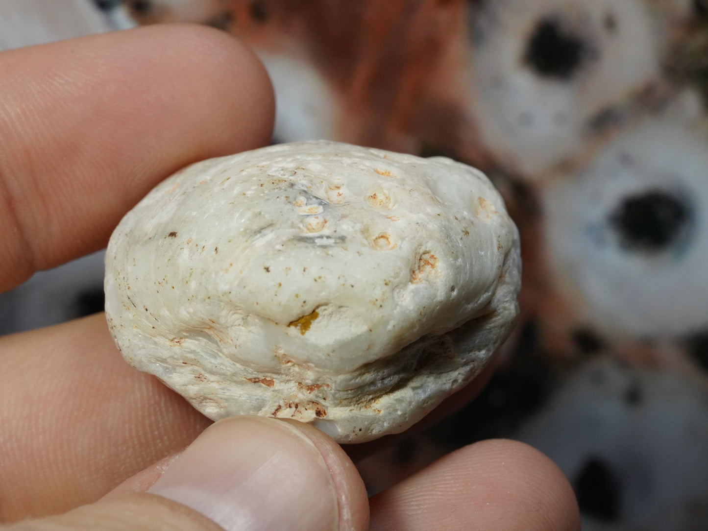 Opal Sea Shell Fossil