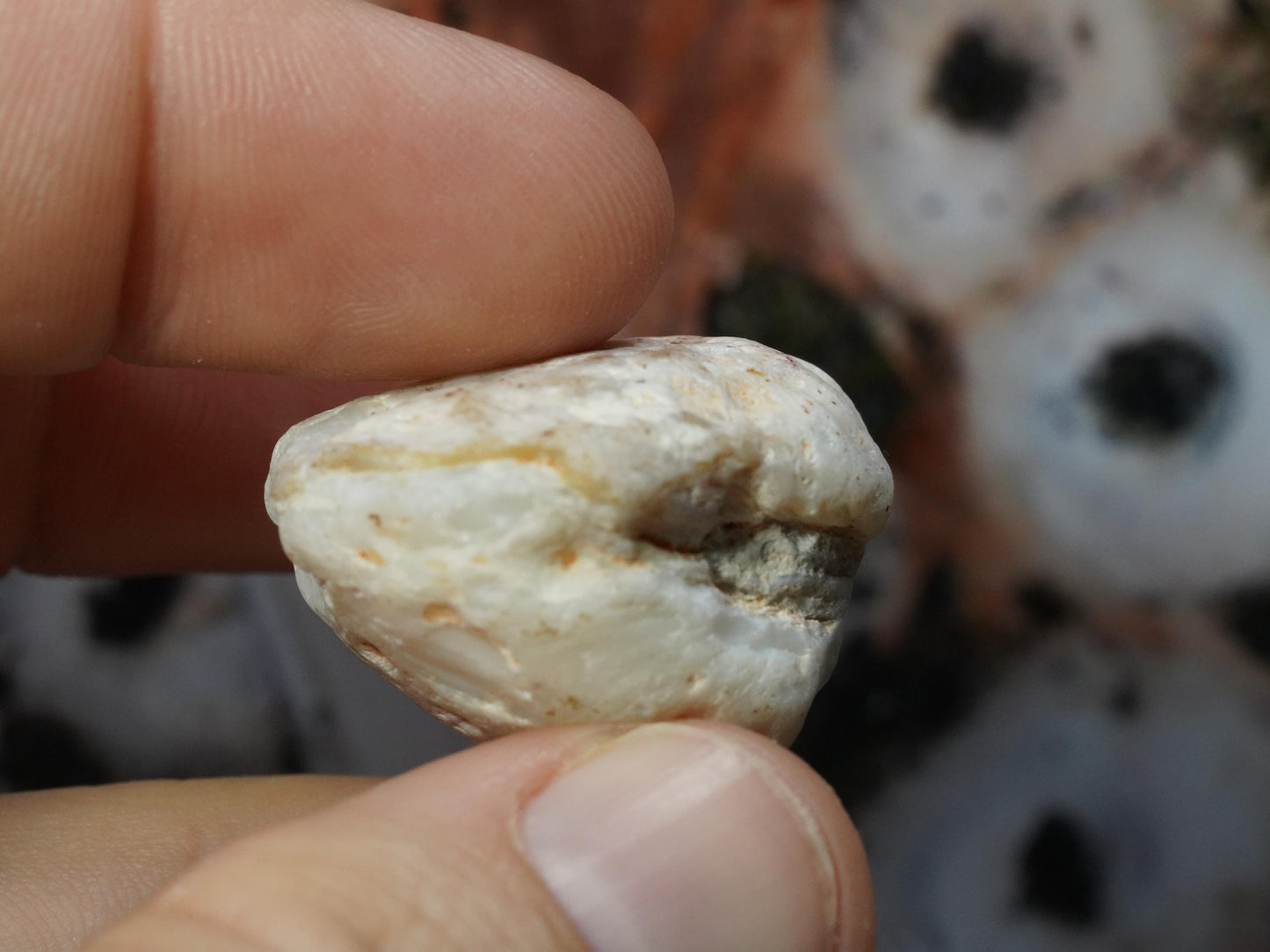 Opal Sea Shell Fossil