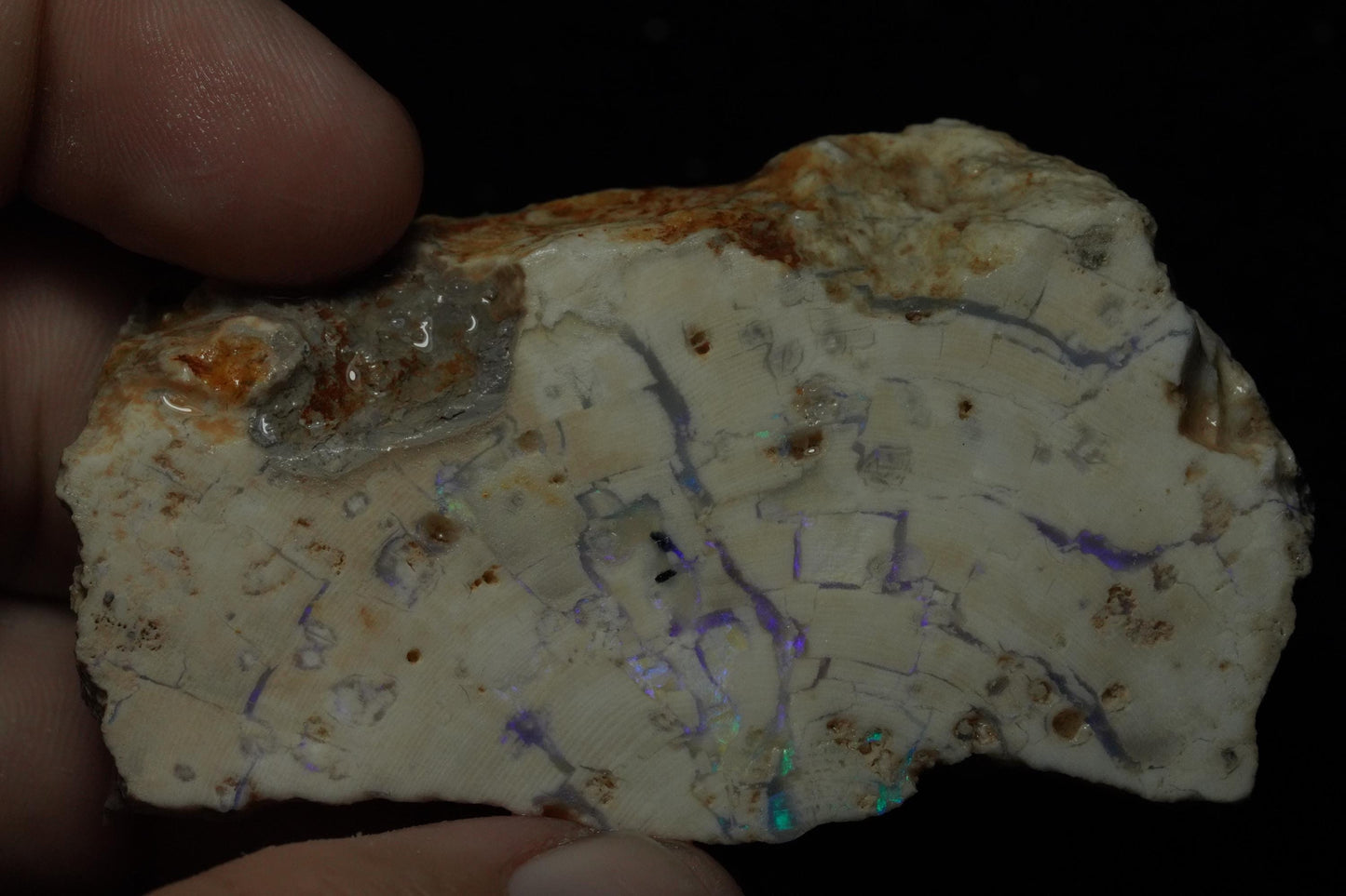 Petrified Opalised Wood Fossil Specimen