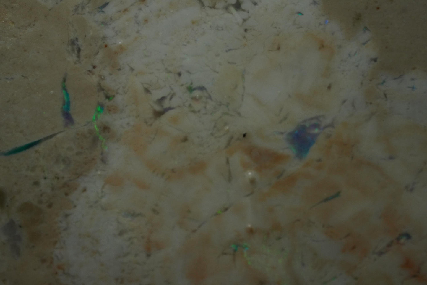 Petrified Opalised Wood Fossil Specimen