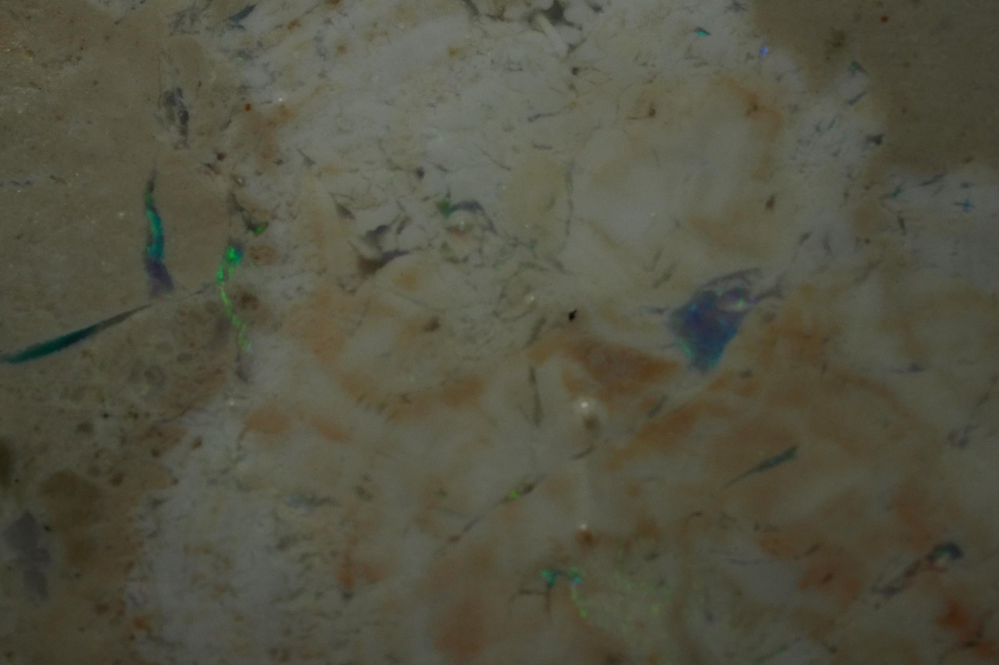 Petrified Opalised Wood Fossil Specimen