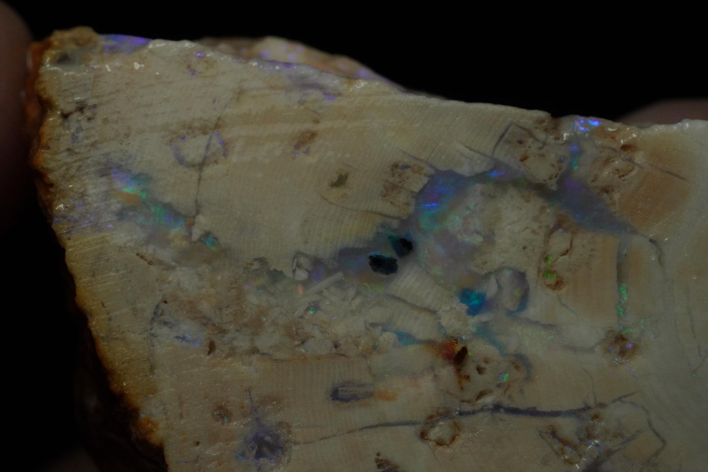 Petrified Opalised Wood Fossil Specimen