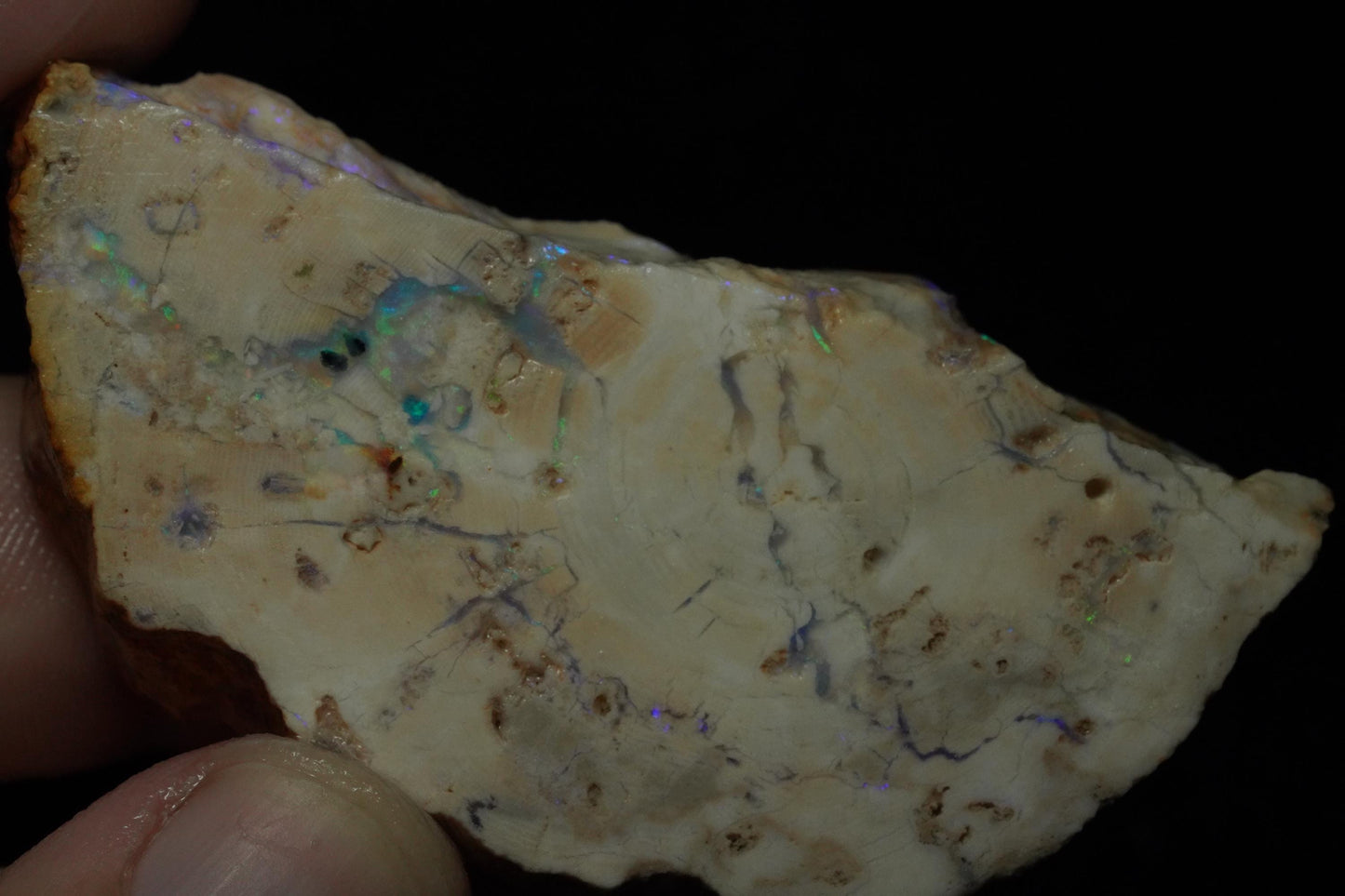 Petrified Opalised Wood Fossil Specimen