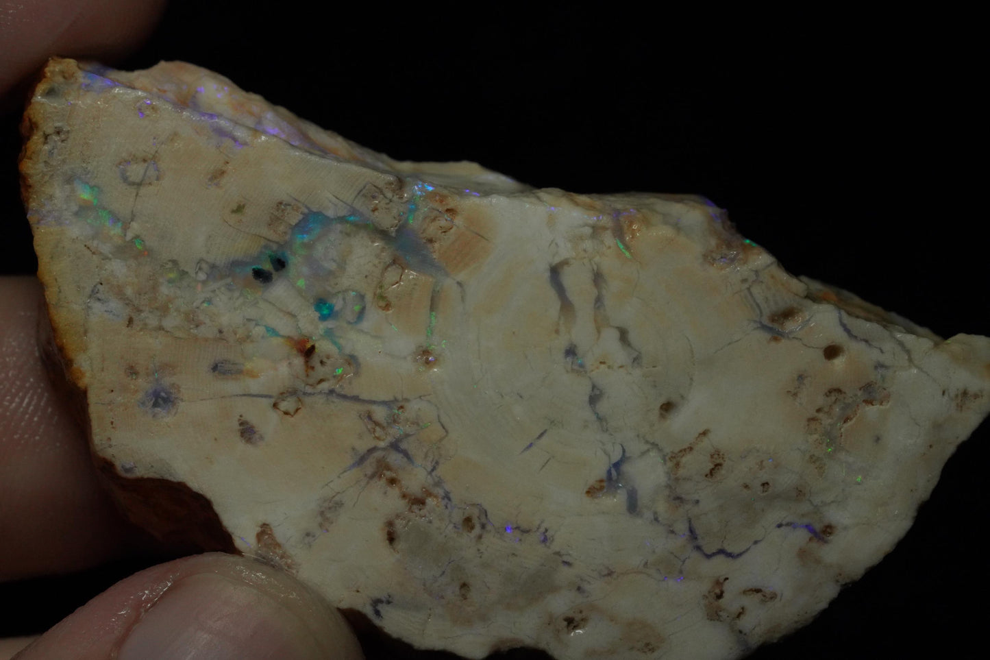 Petrified Opalised Wood Fossil Specimen