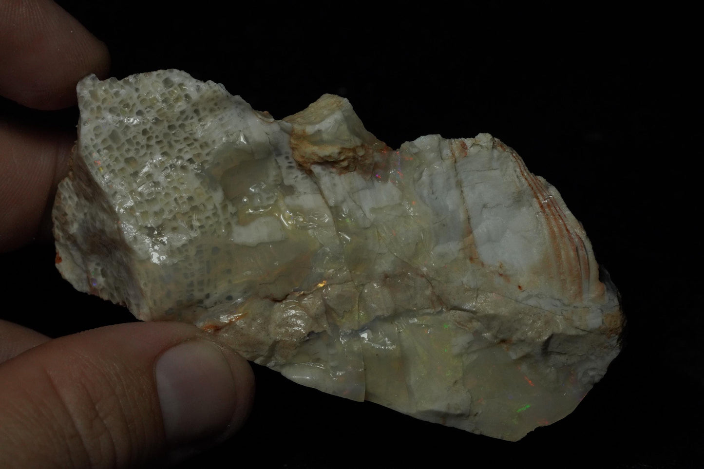 Petrified Opalised Wood Fossil Specimen