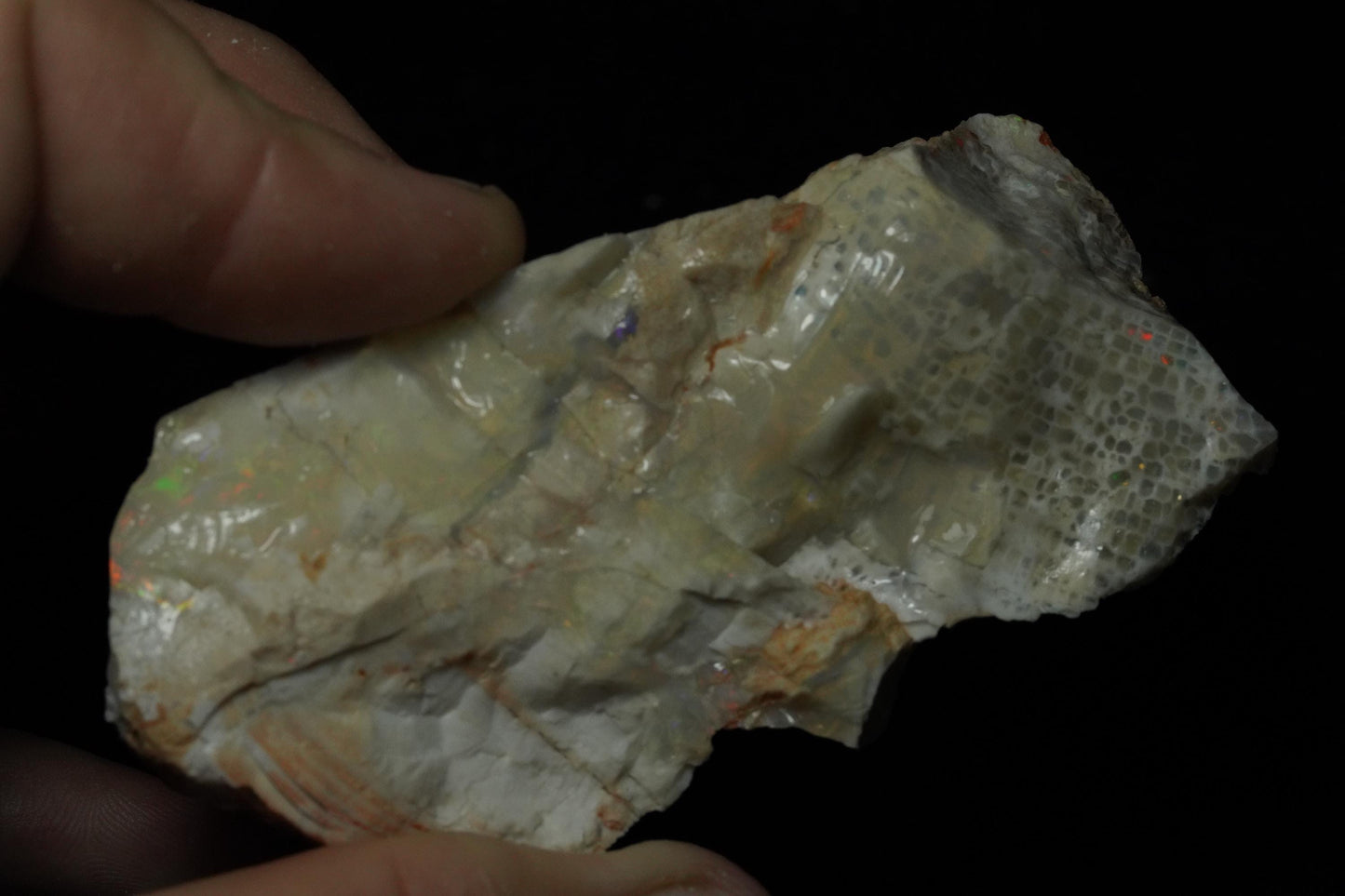 Petrified Opalised Wood Fossil Specimen