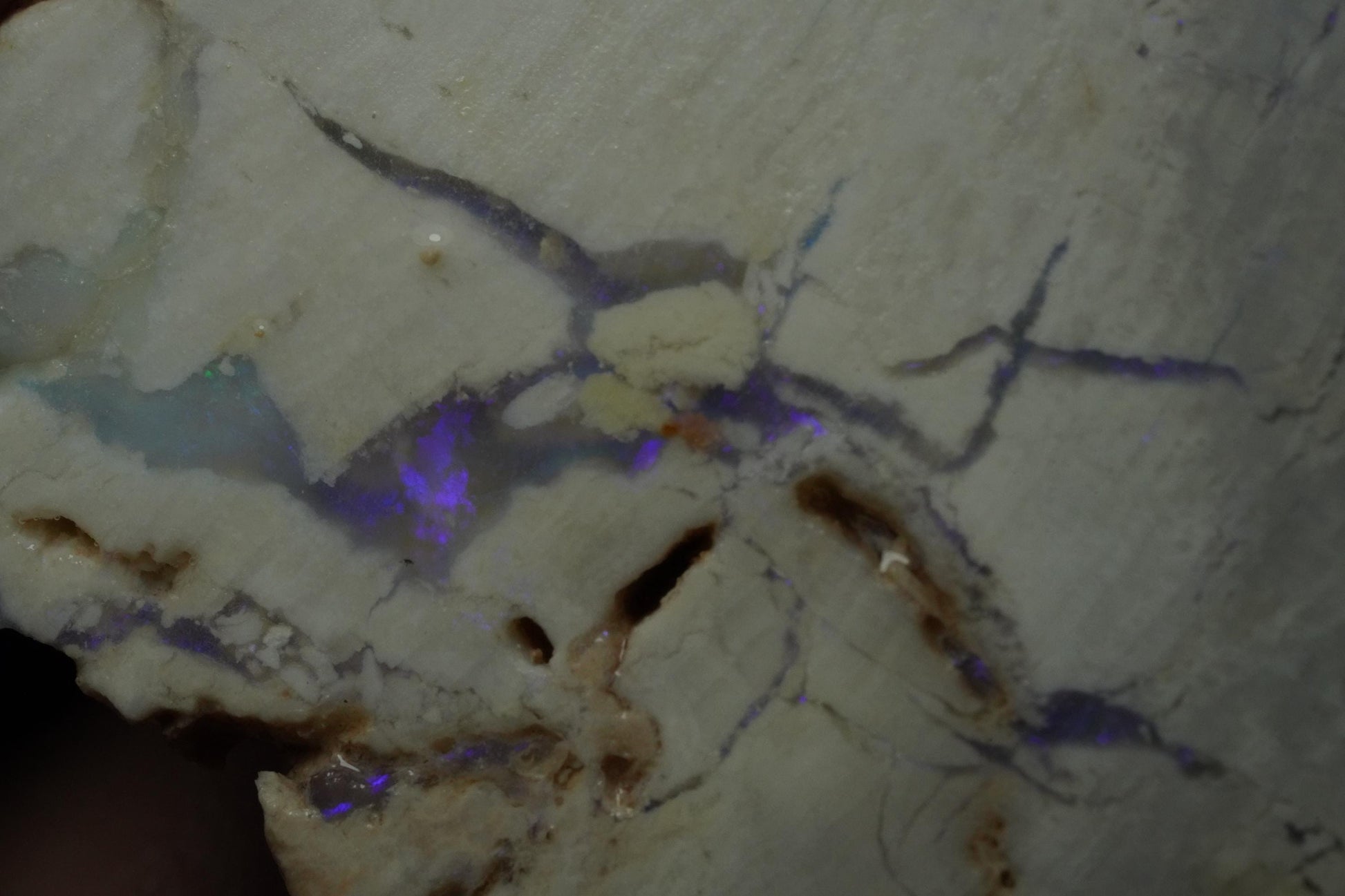 Petrified Opalised Wood Fossil Specimen