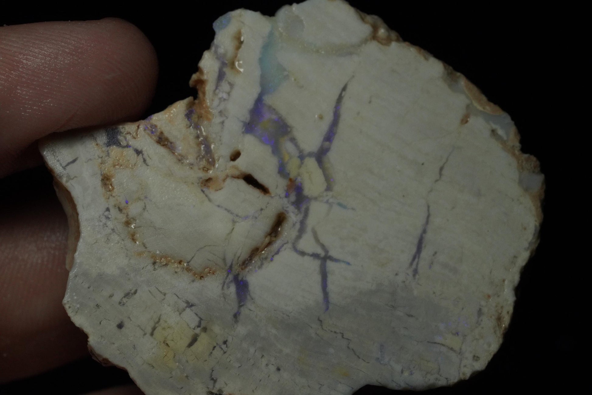 Petrified Opalised Wood Fossil Specimen