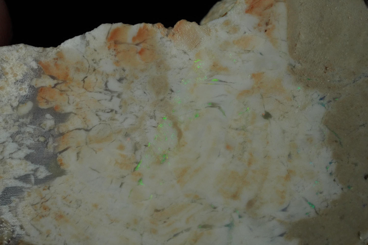 Petrified Opalised Wood Fossil Specimen