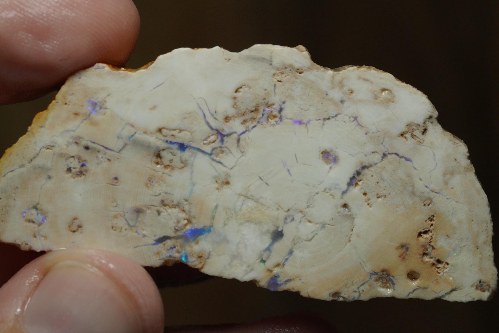 Petrified Opalised Wood Fossil Specimen