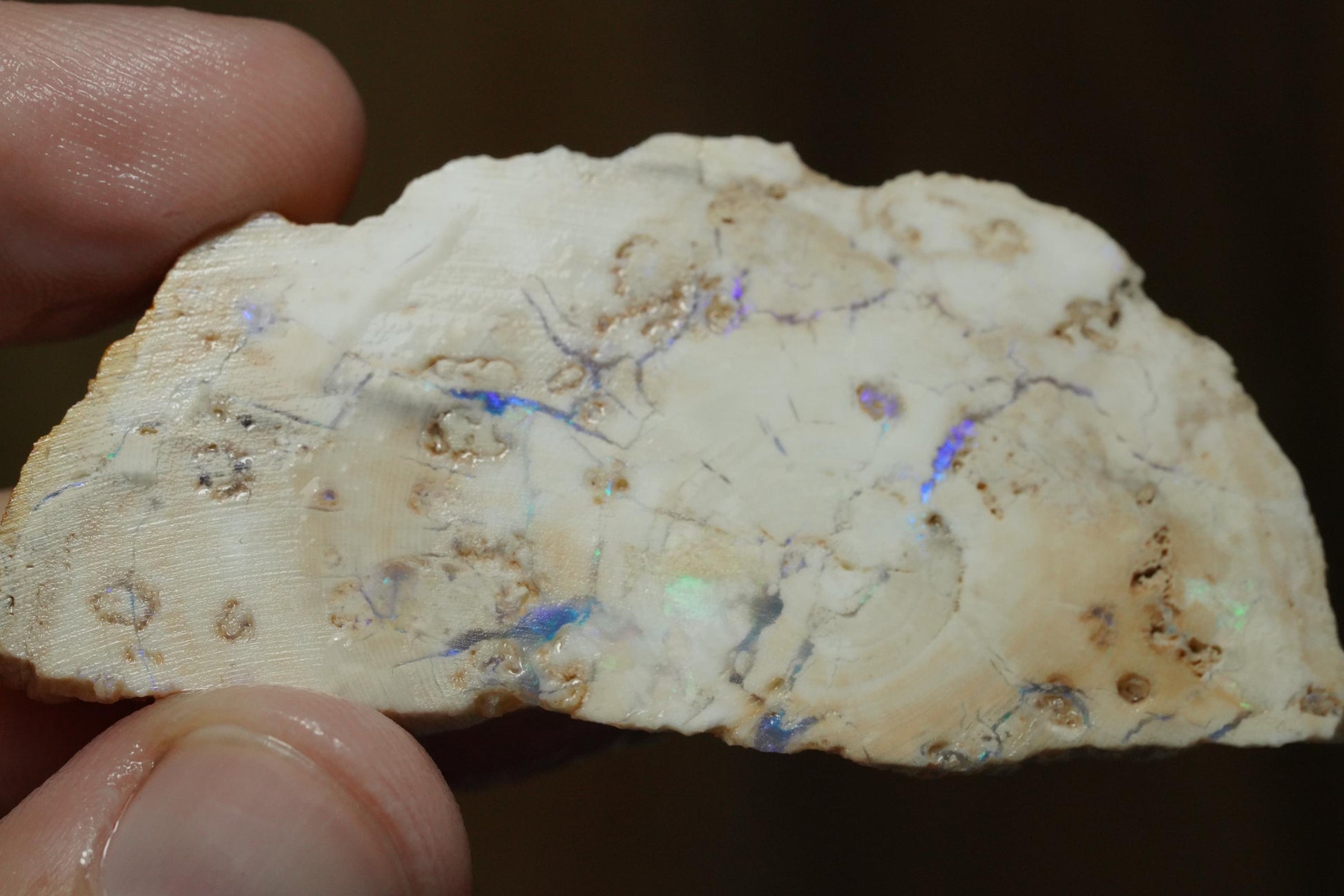 Petrified Opalised Wood Fossil Specimen