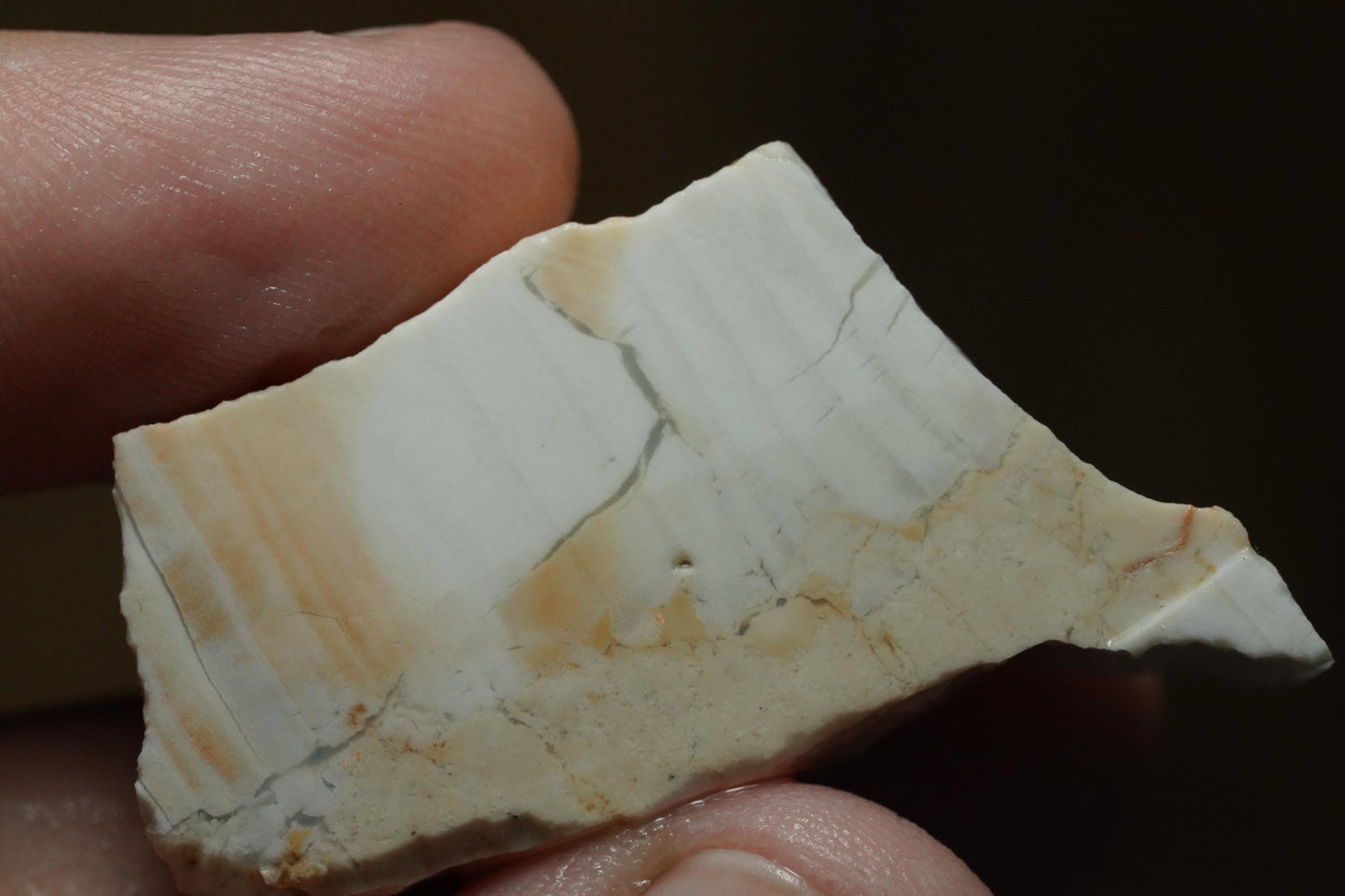 Petrified Opalised Wood Fossil Specimen