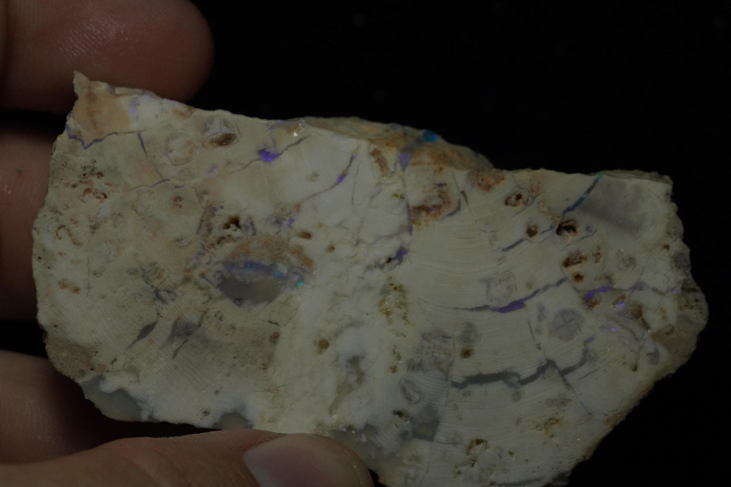 Petrified Opalised Wood Fossil Specimen