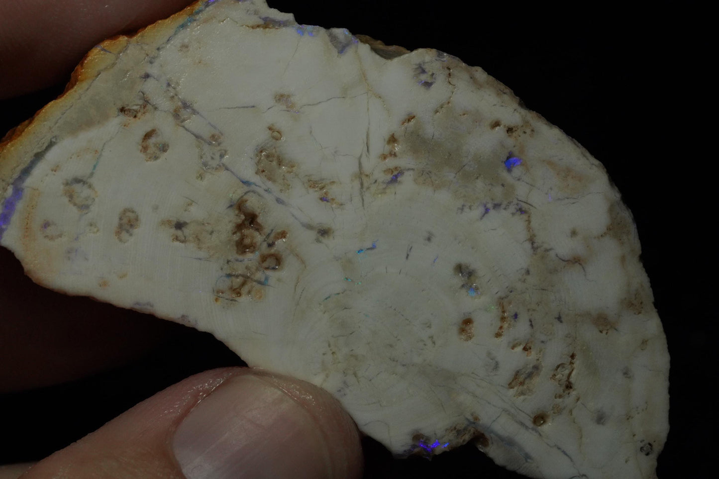 Petrified Opalised Wood Fossil Specimen