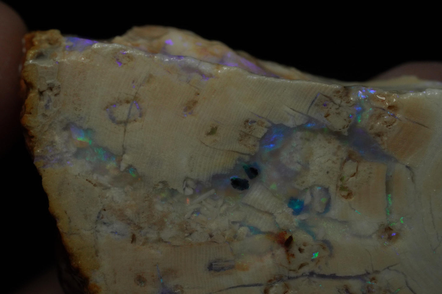 Petrified Opalised Wood Fossil Specimen
