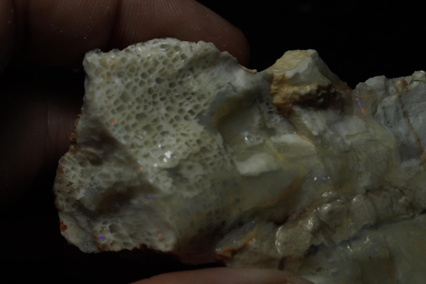 Petrified Opalised Wood Fossil Specimen