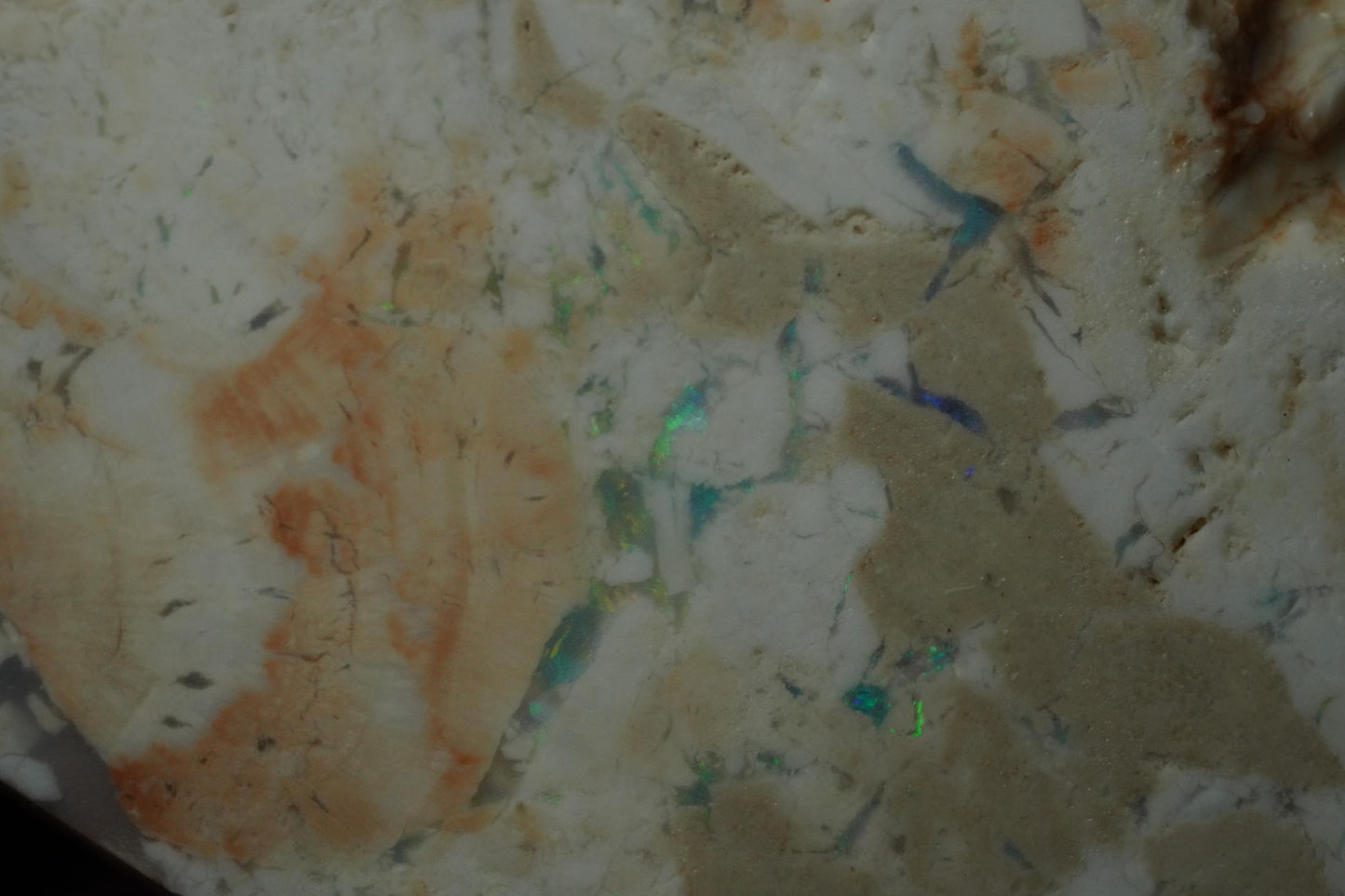 Petrified Opalised Wood Fossil Specimen