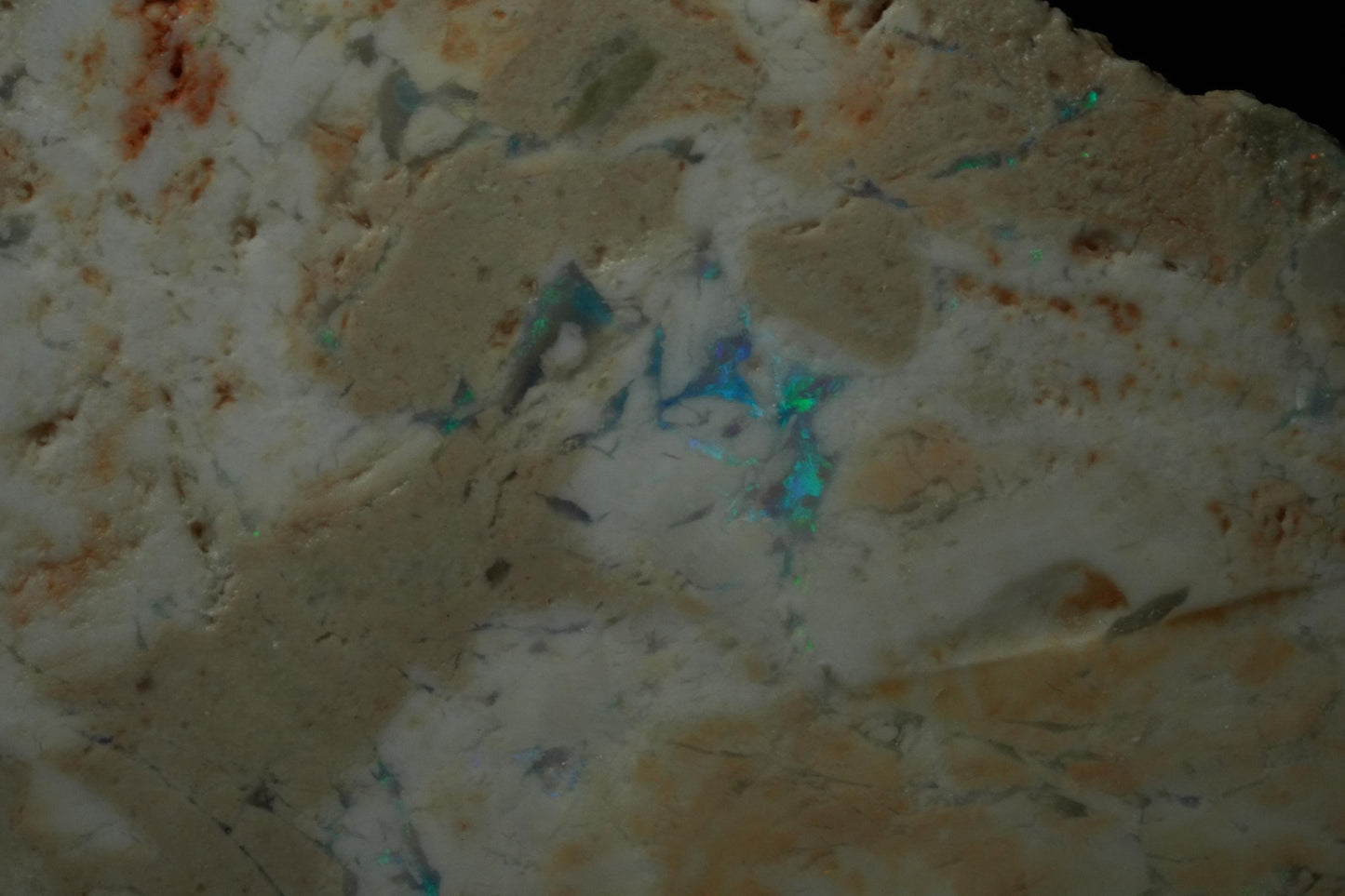 Petrified Opalised Wood Fossil Specimen