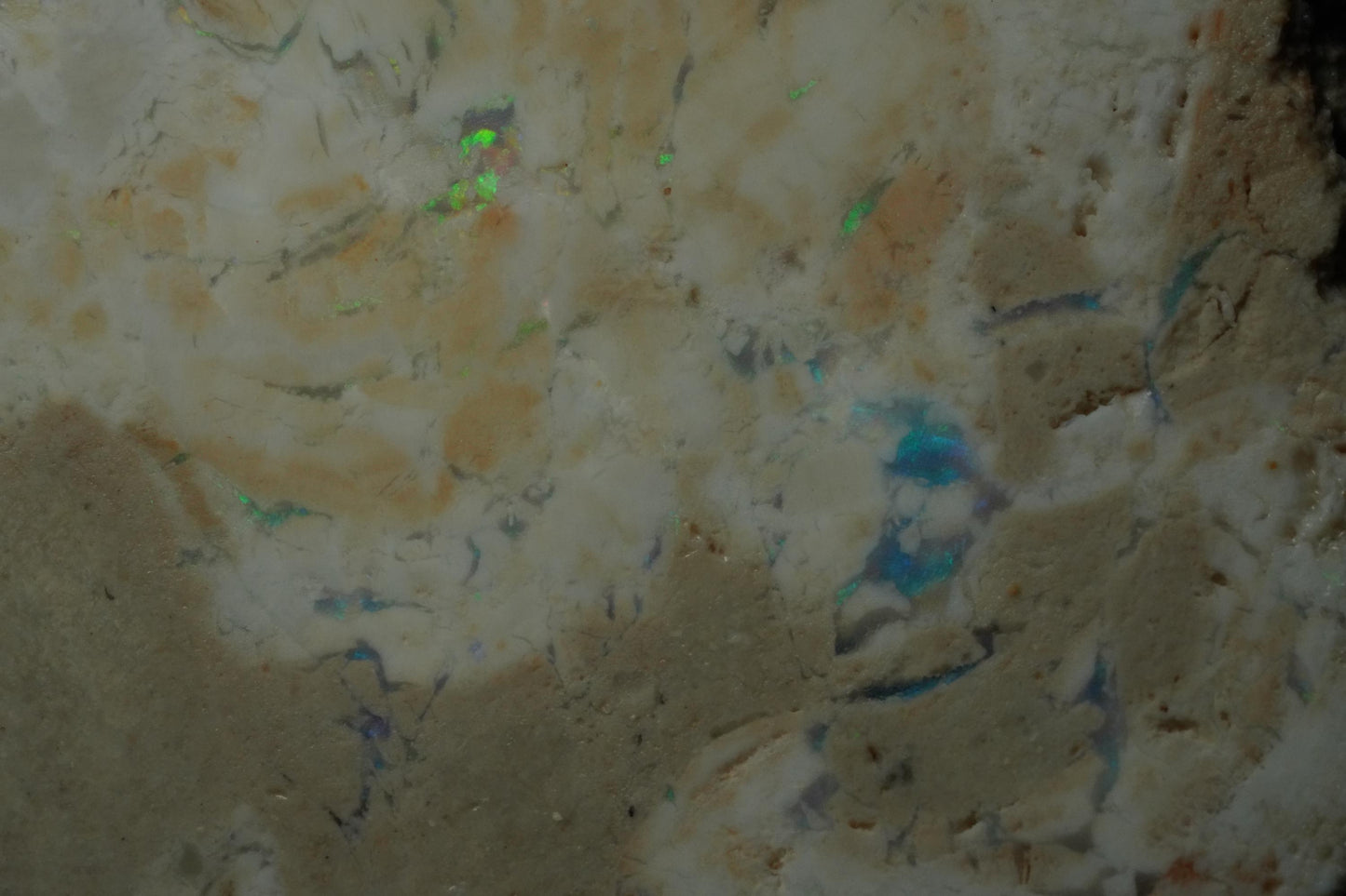 Petrified Opalised Wood Fossil Specimen