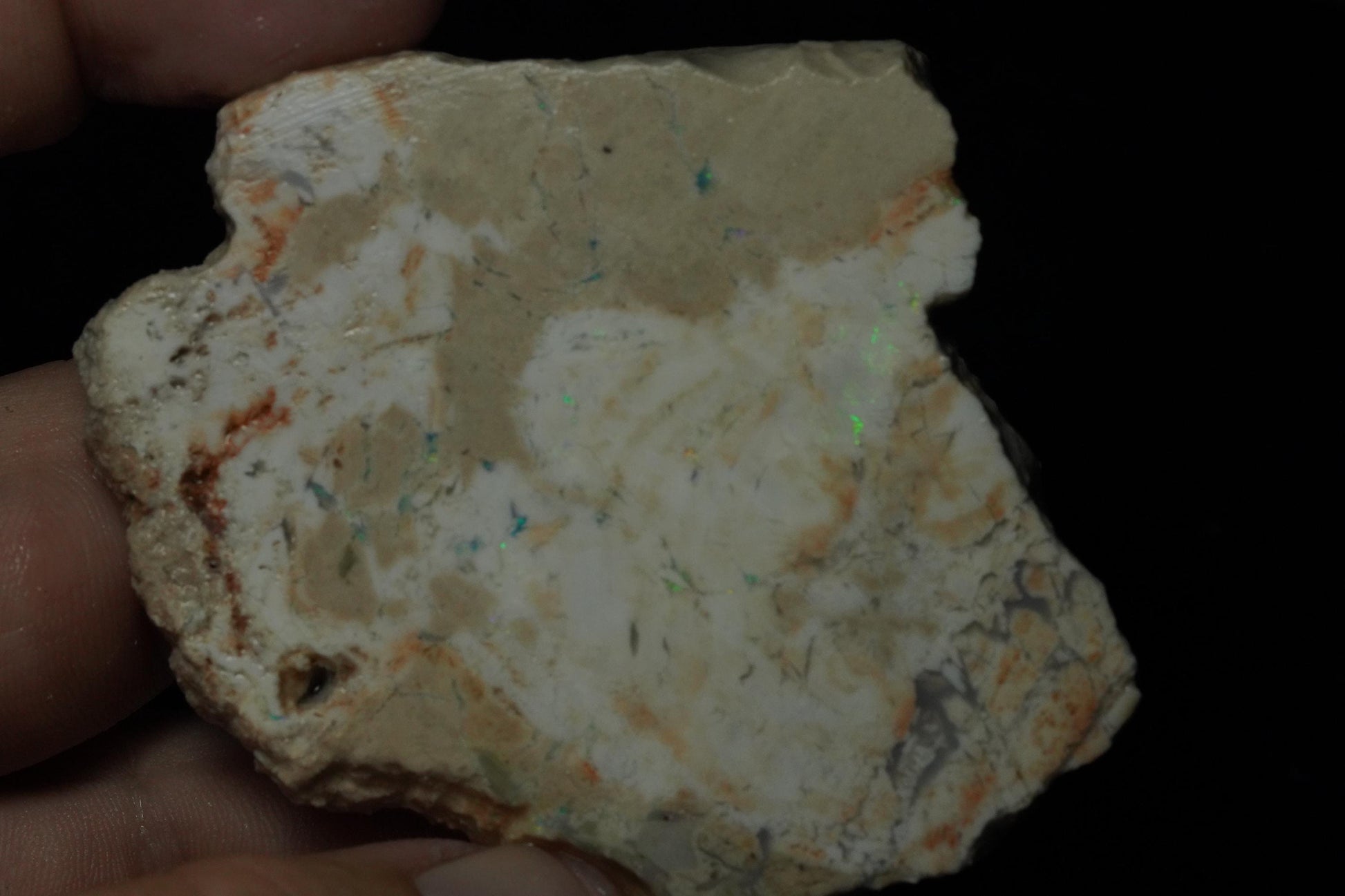 Petrified Opalised Wood Fossil Specimen