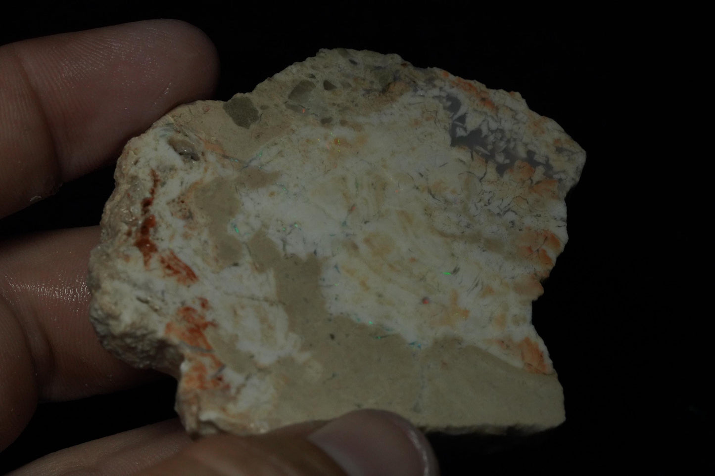 Petrified Opalised Wood Fossil Specimen
