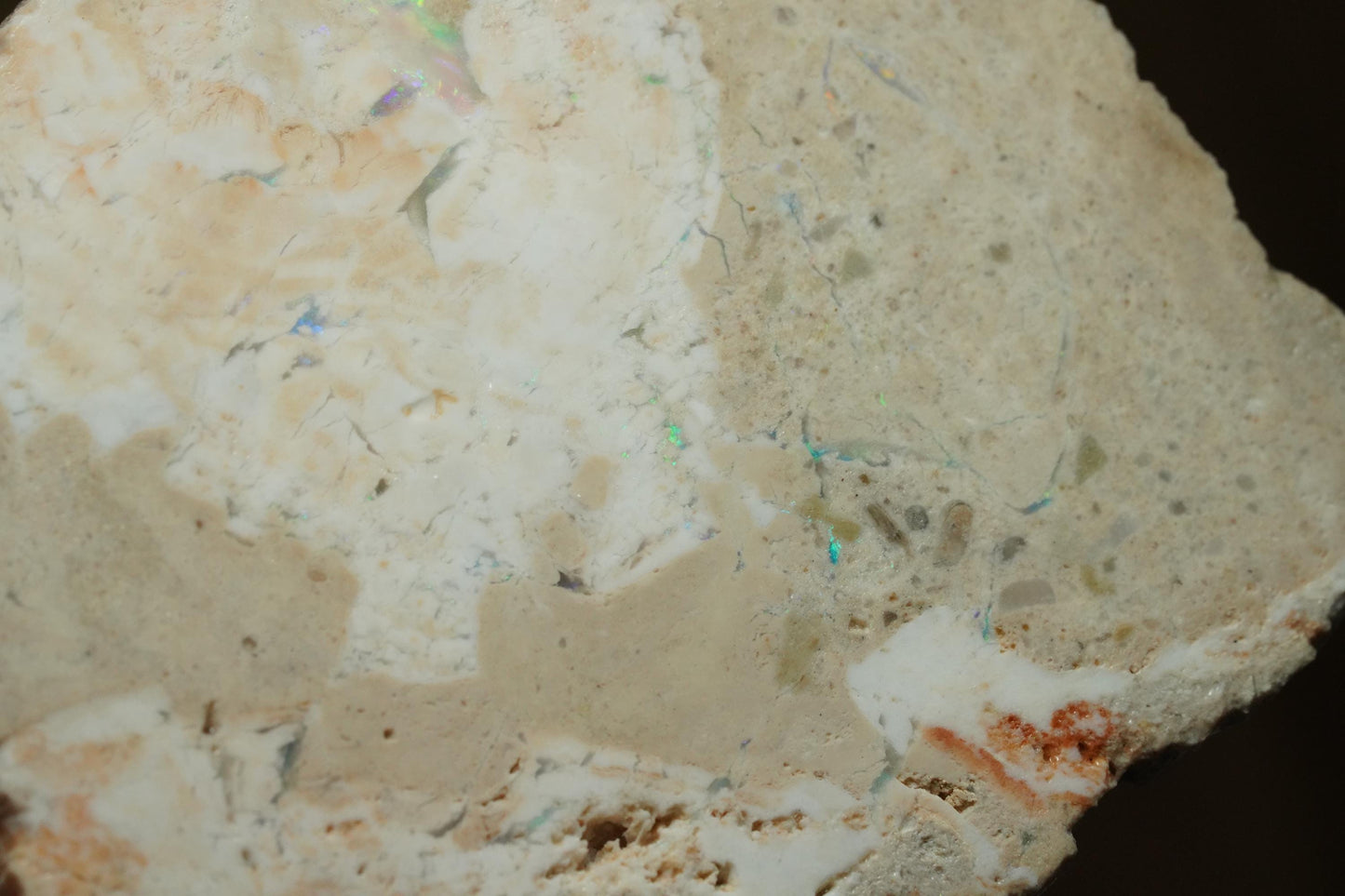 Petrified Opalised Wood Fossil Specimen