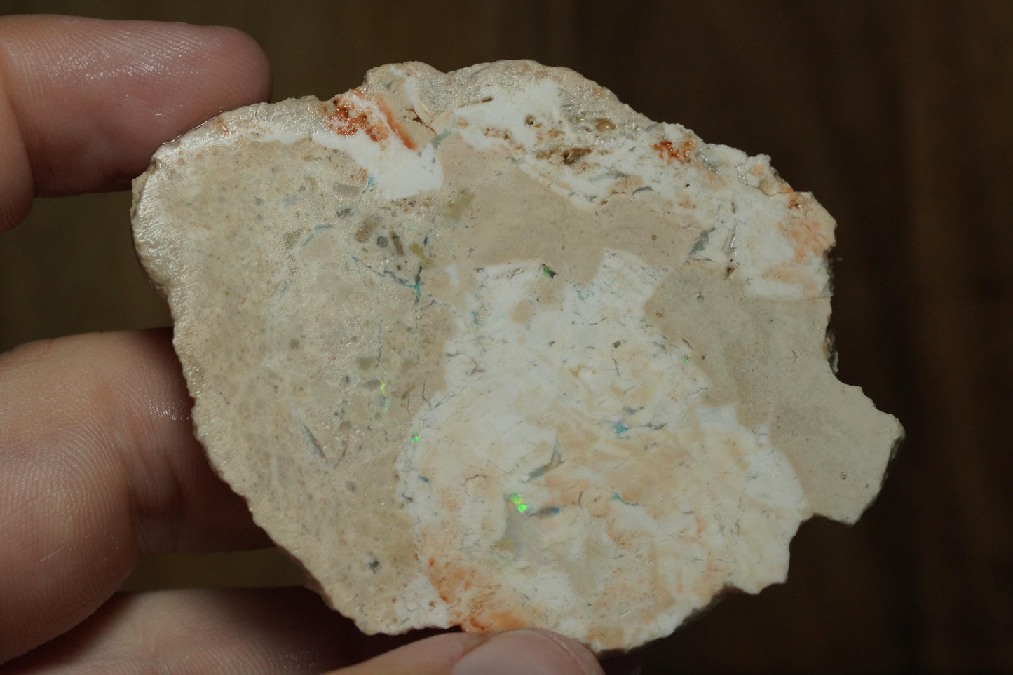 Petrified Opalised Wood Fossil Specimen