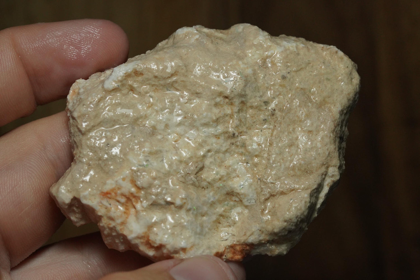 Petrified Opalised Wood Fossil Specimen