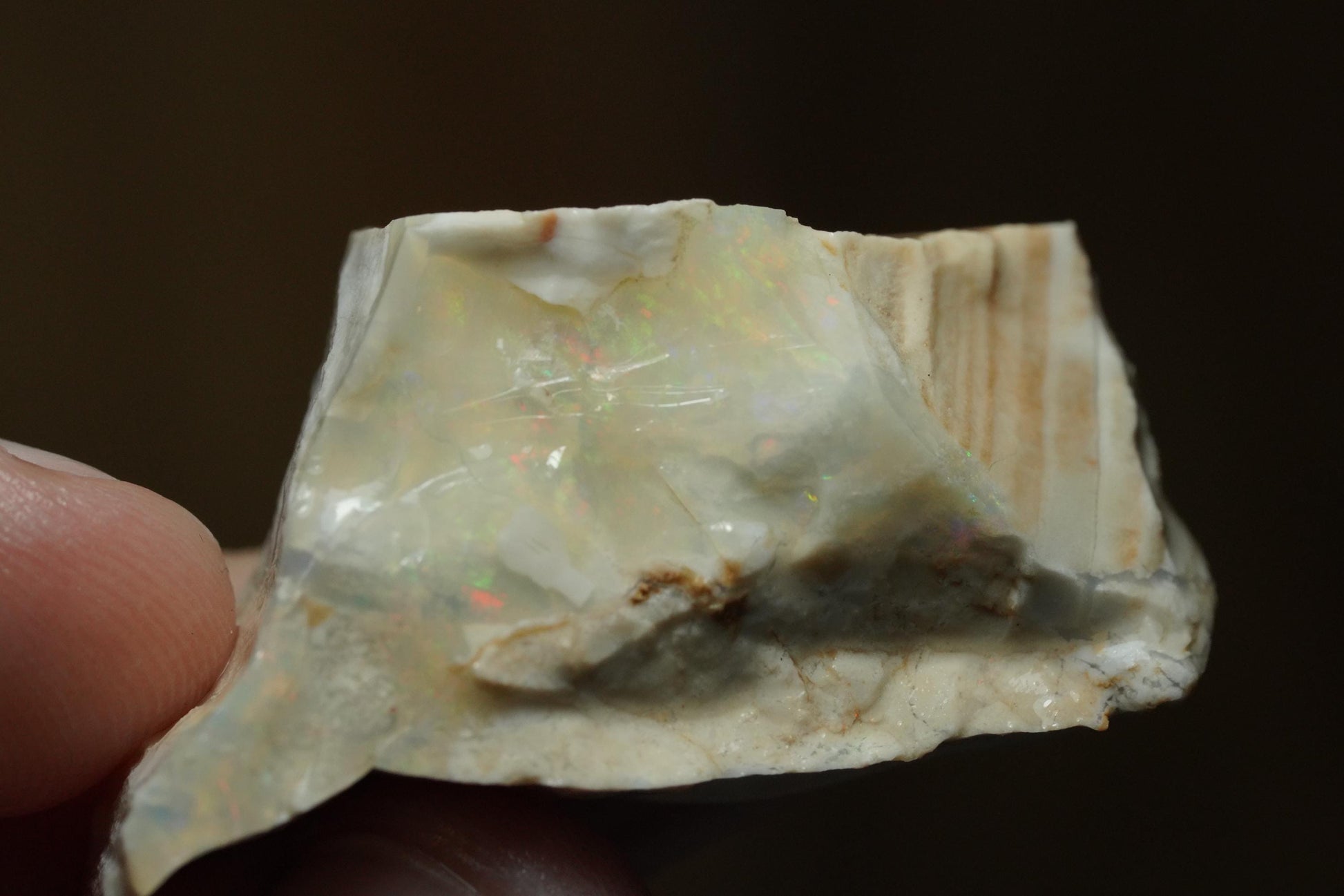 Petrified Opalised Wood Fossil Specimen