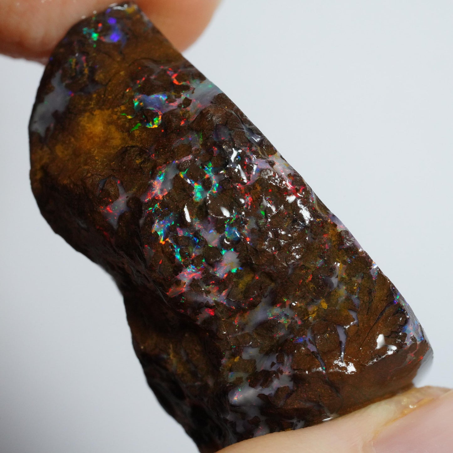 Rough Boulder Opal