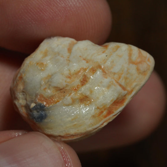 Opalised Fossil Mussel Shell