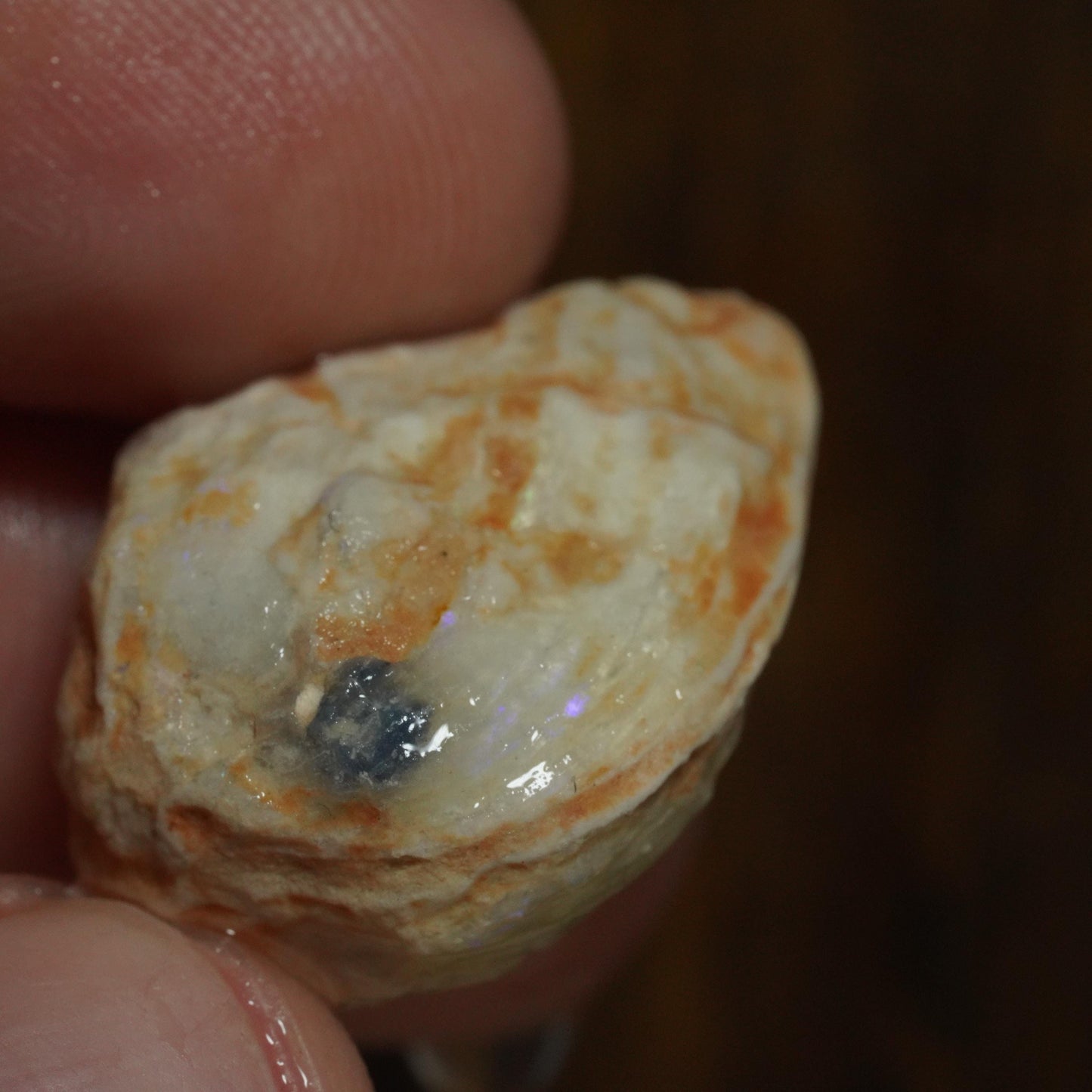 Opalised Fossil Mussel Shell