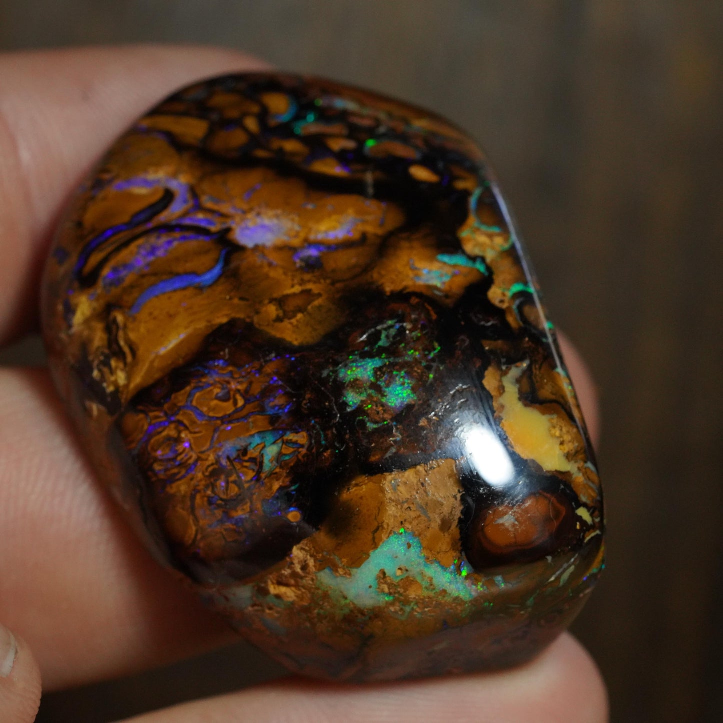 Boulder Opal Cut Stone / Specimen