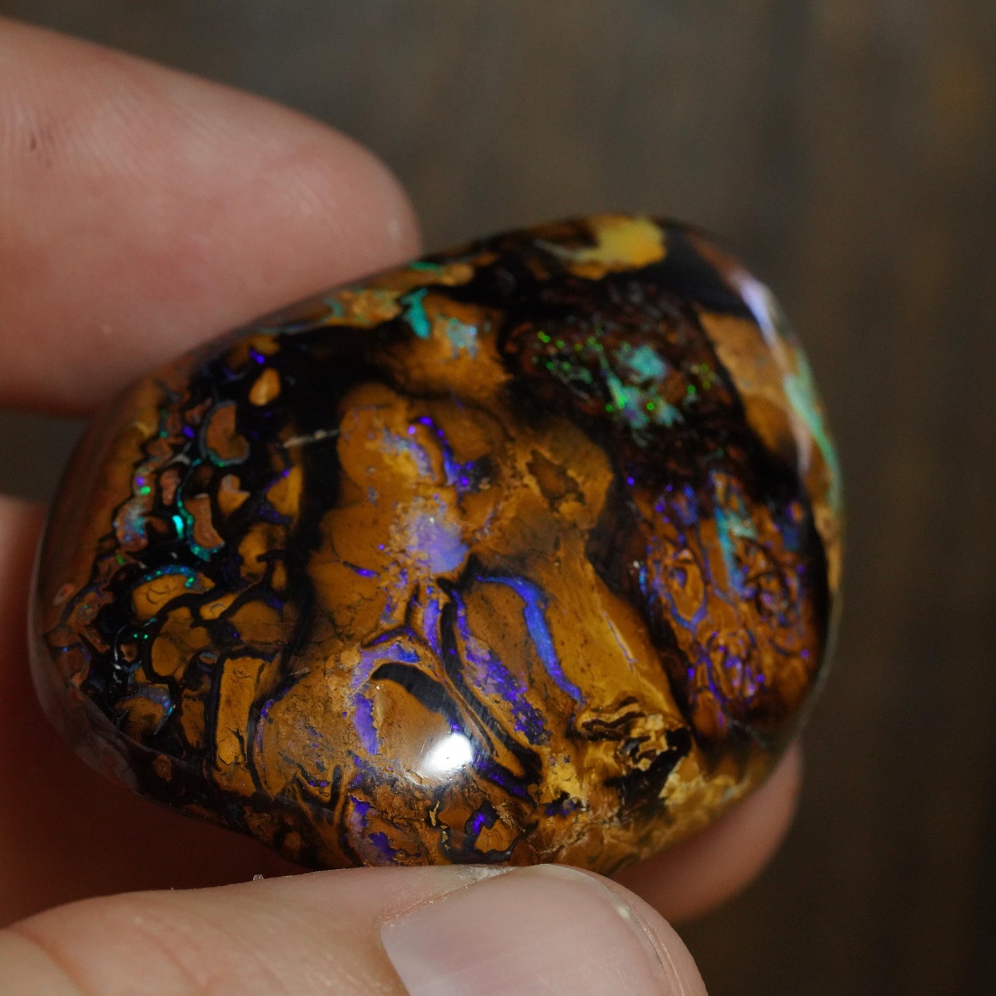 Boulder Opal Cut Stone / Specimen