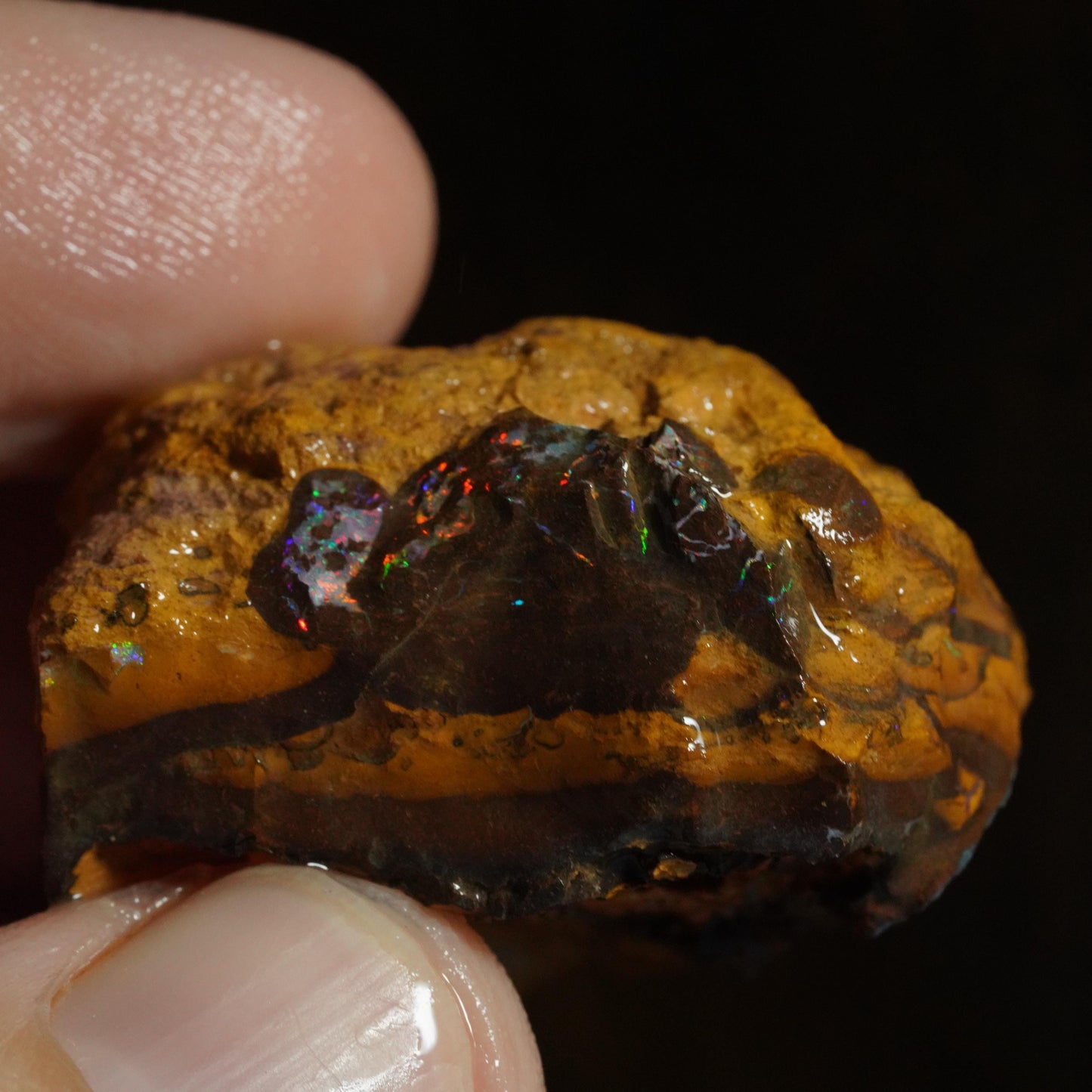 Rough Boulder Opal