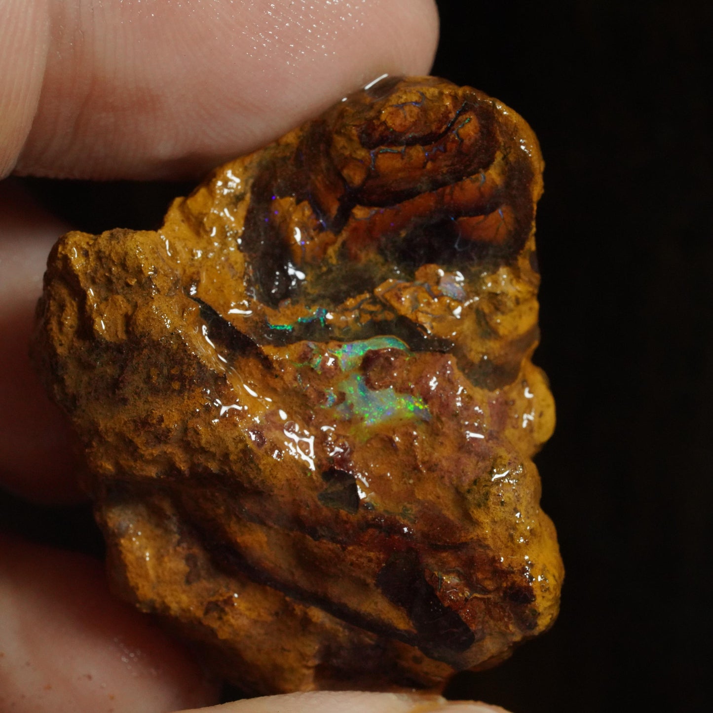 Rough Boulder Opal