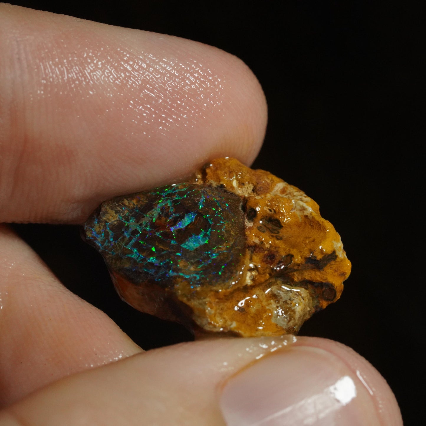 Rough Boulder Opal