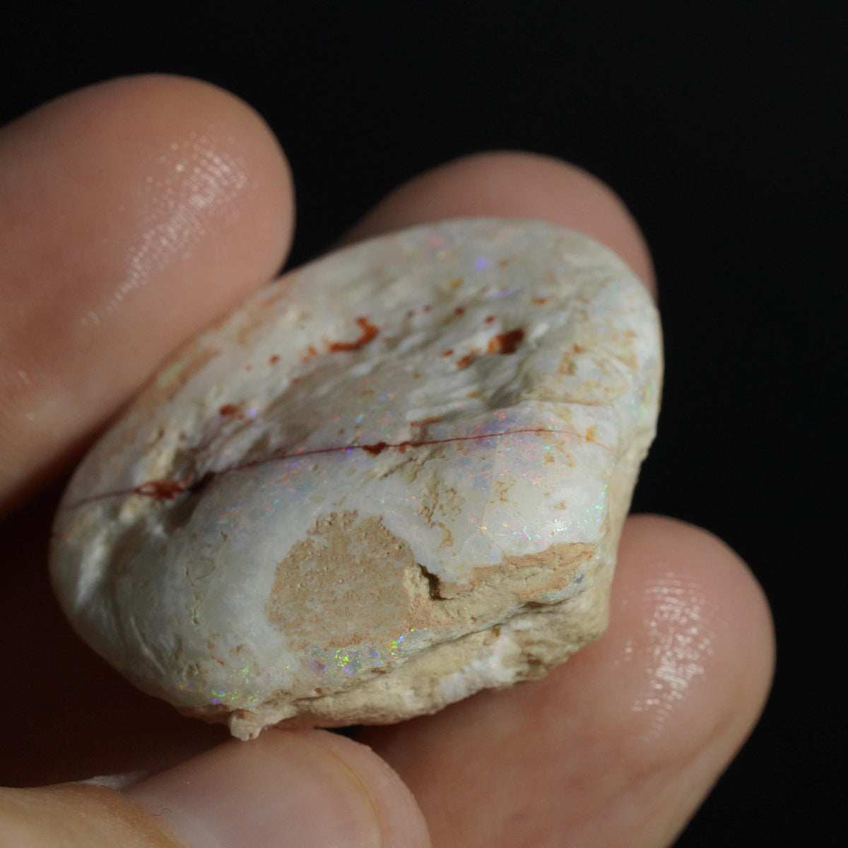 Opal Shell Fossil