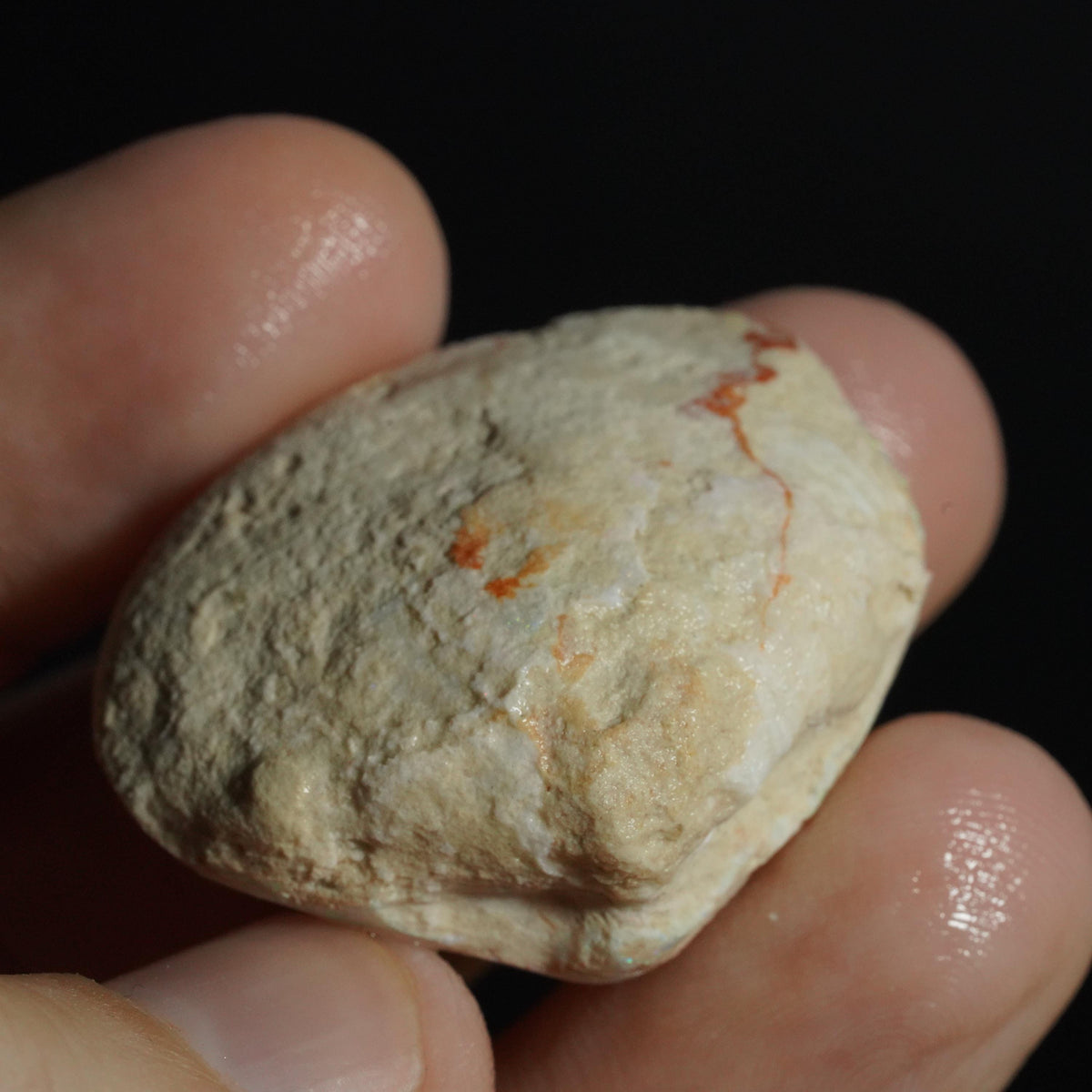 Opal Shell Fossil
