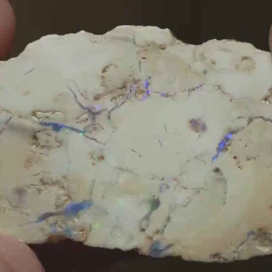 Petrified Opalised Wood Fossil Specimen