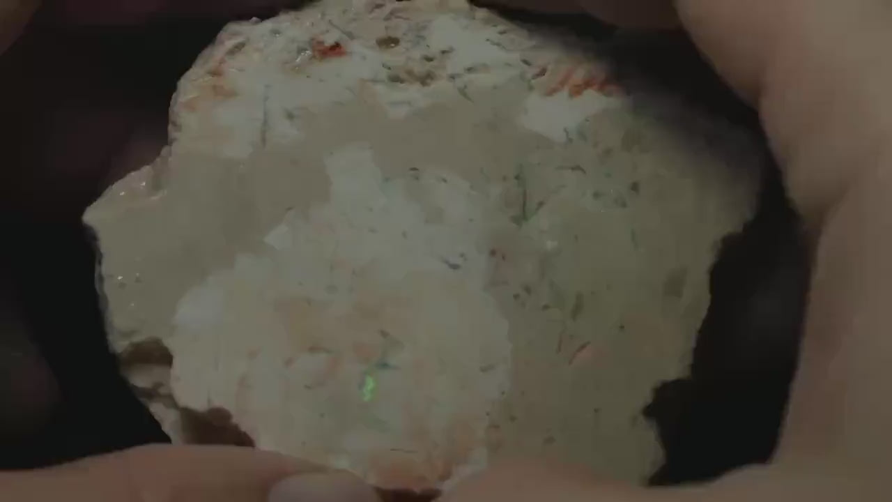 Petrified Opalised Wood Fossil Specimen