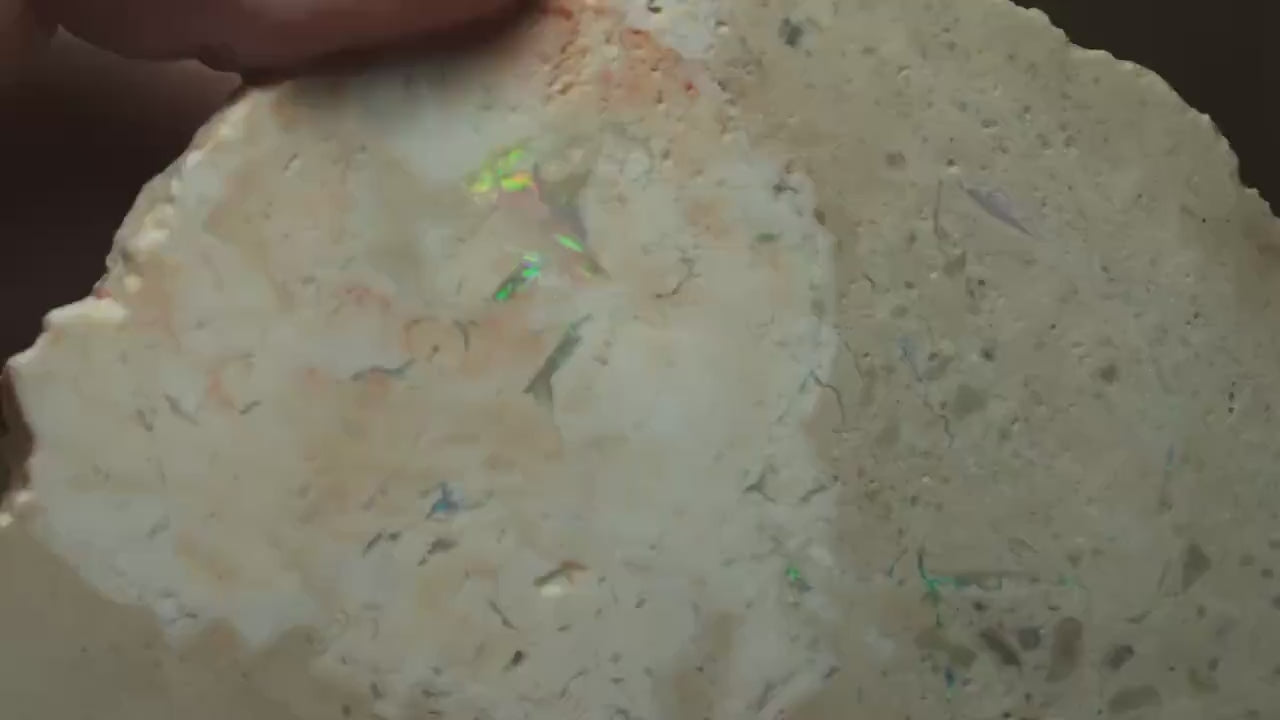 Petrified Opalised Wood Fossil Specimen