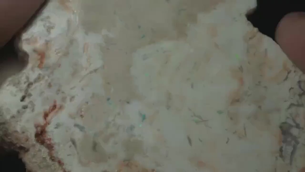 Petrified Opalised Wood Fossil Specimen